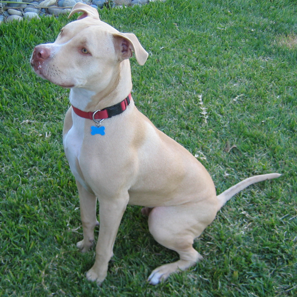 American Pit Bull Terrier