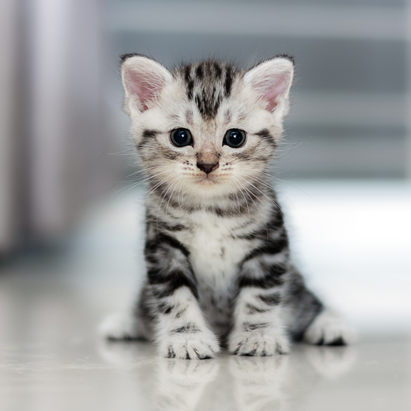 American Shorthair logo