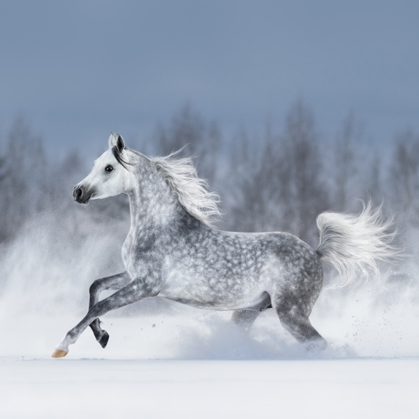 Arabian horse logo