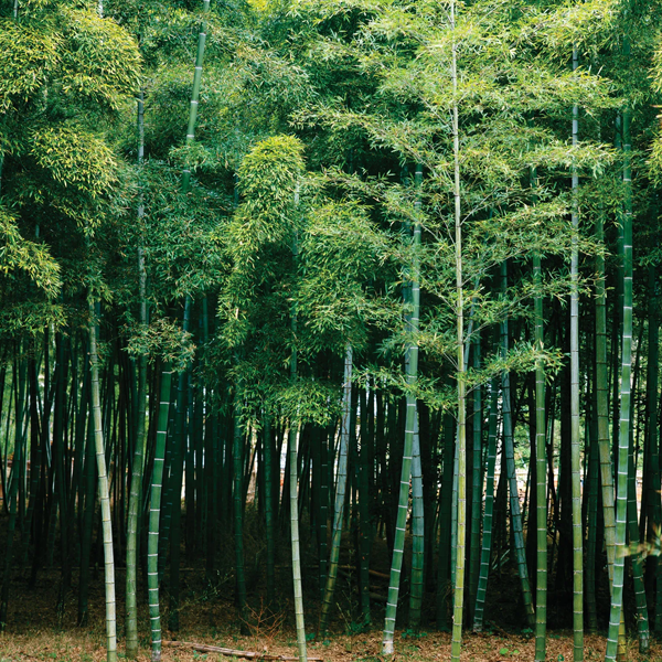 Bamboo logo