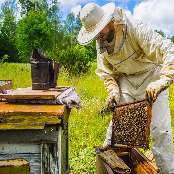 Beekeeper