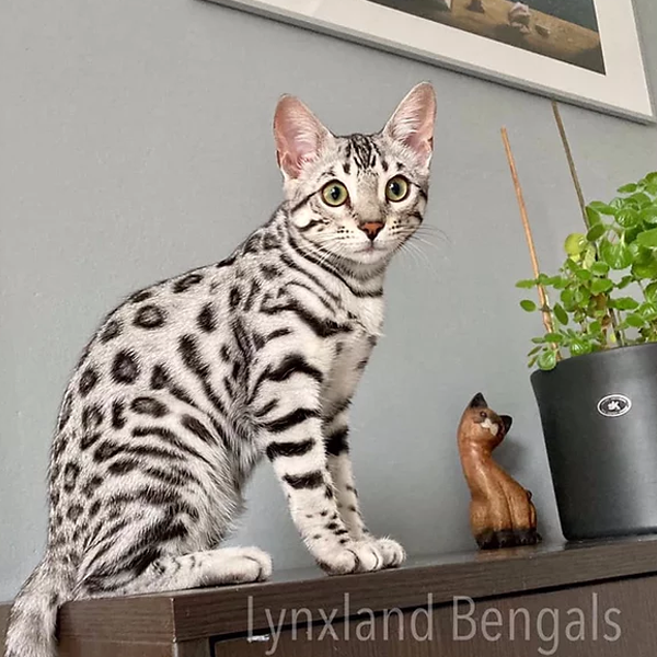 Bengal cat