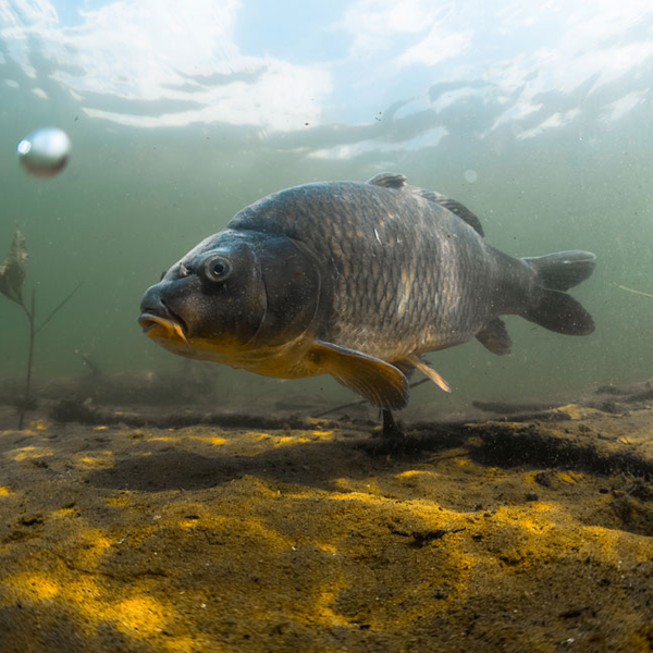 Carp fishing logo