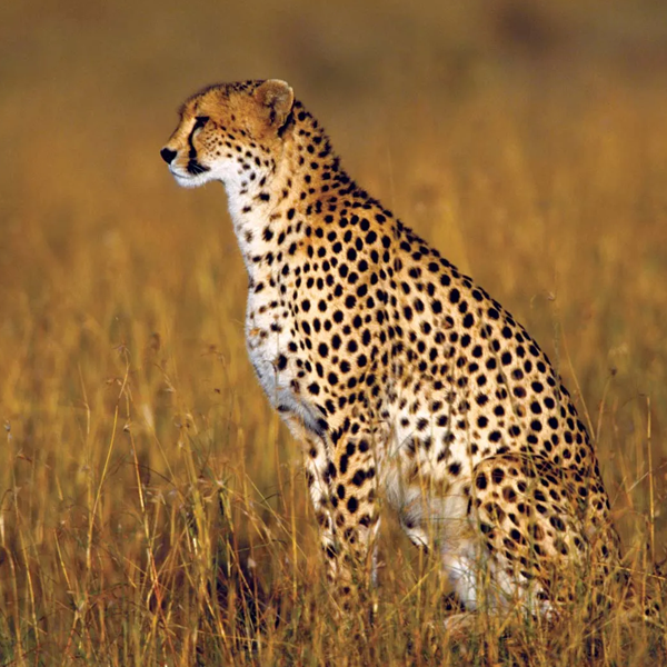 Cheetah logo