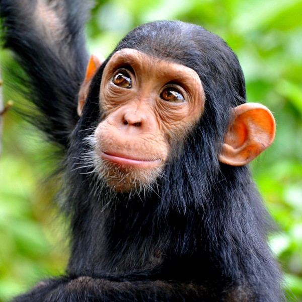 Chimpanzee logo