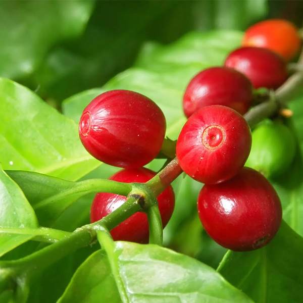 Coffea arabica