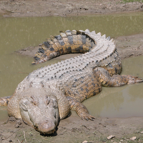 Crocodile logo