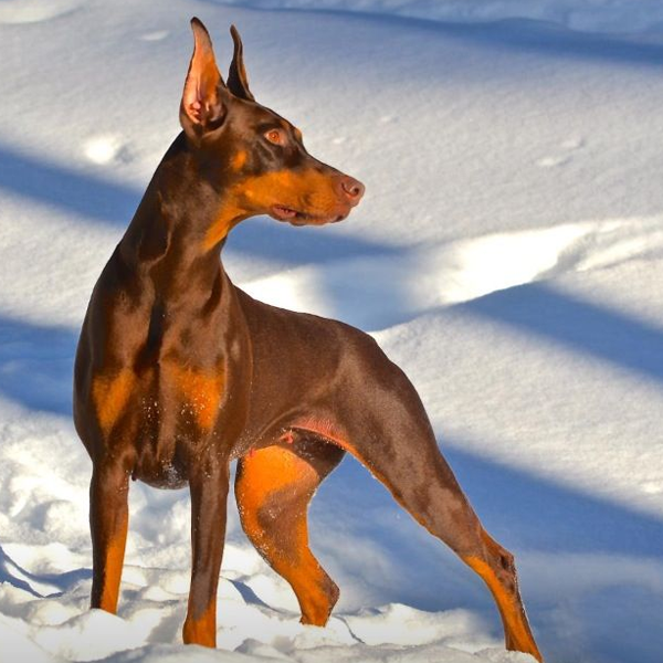 Doberman Pinscher