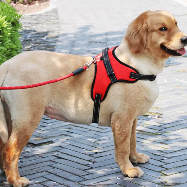 Dog harness