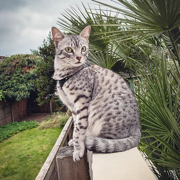Egyptian Mau logo