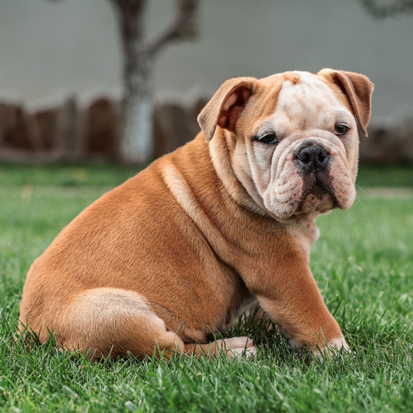 English Bulldogs logo