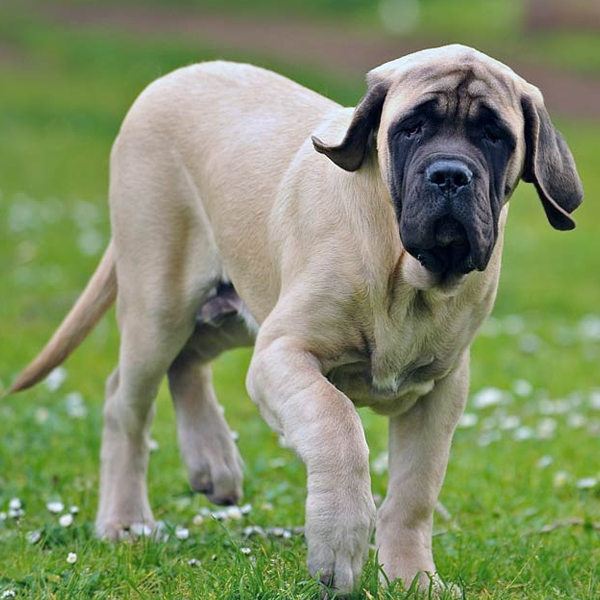 English Mastiff