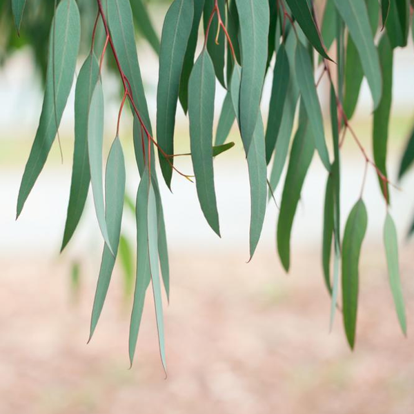 Eucalyptus logo