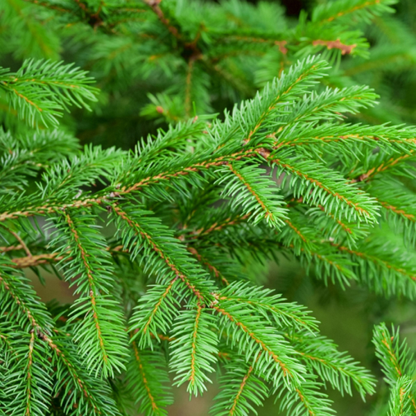 Evergreen logo