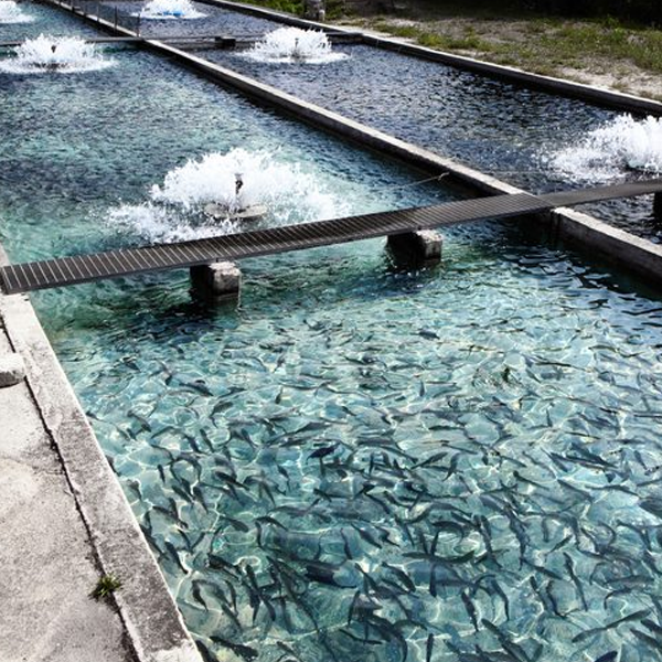 Fish farming logo