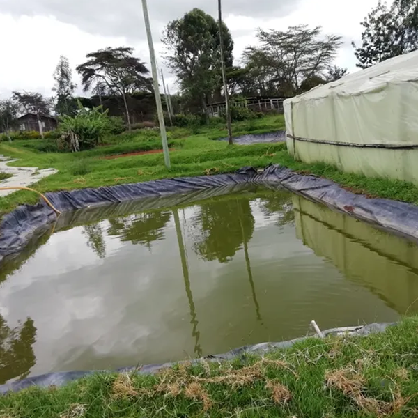 Fish pond logo