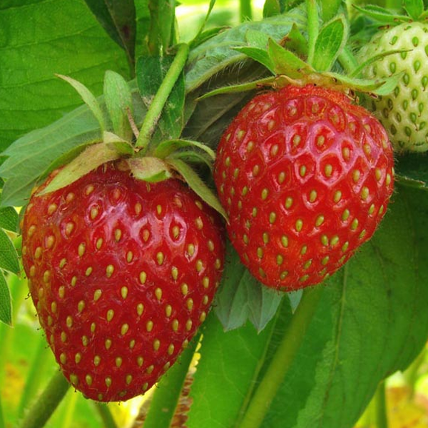 Fragaria