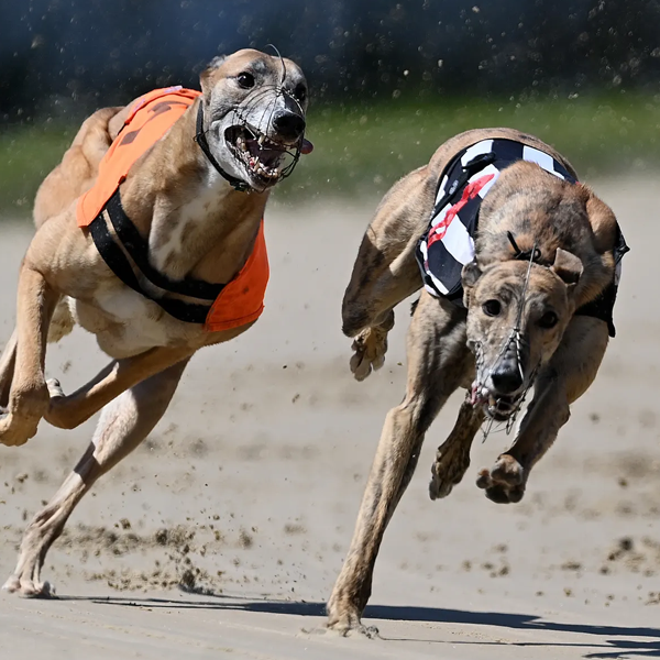 Greyhound racing logo