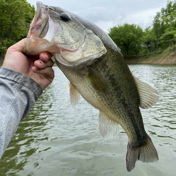 Largemouth bass