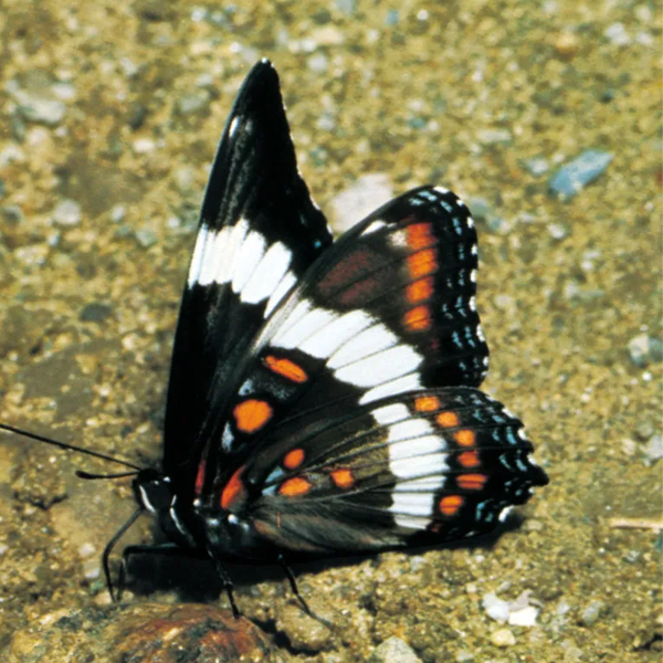 Lepidoptera logo