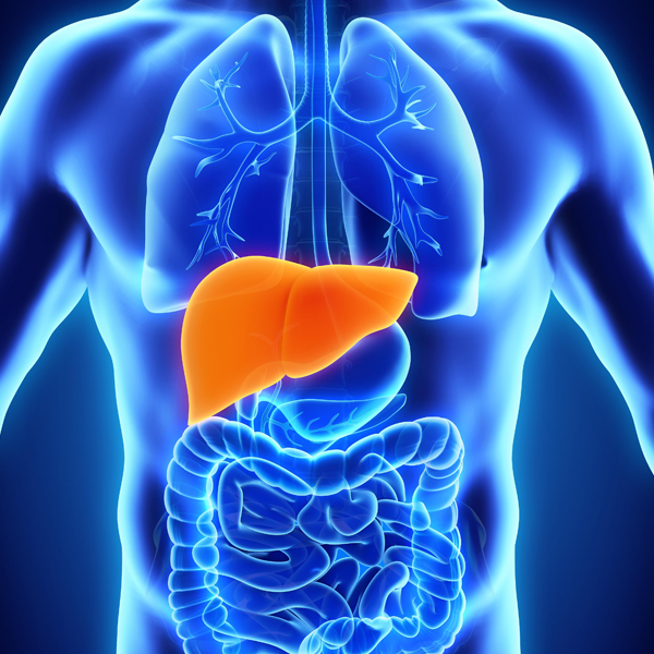 Liver logo