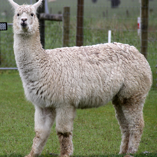 Llama logo