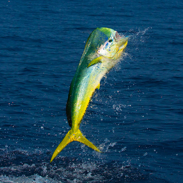 Mahi-mahi logo