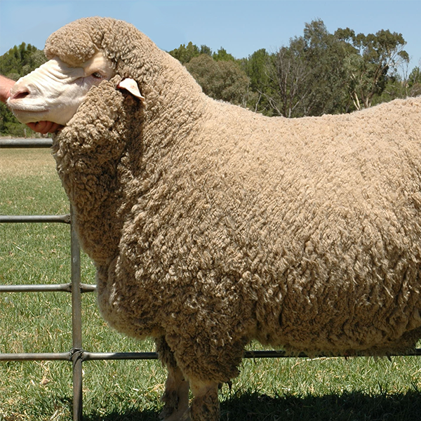Merino logo