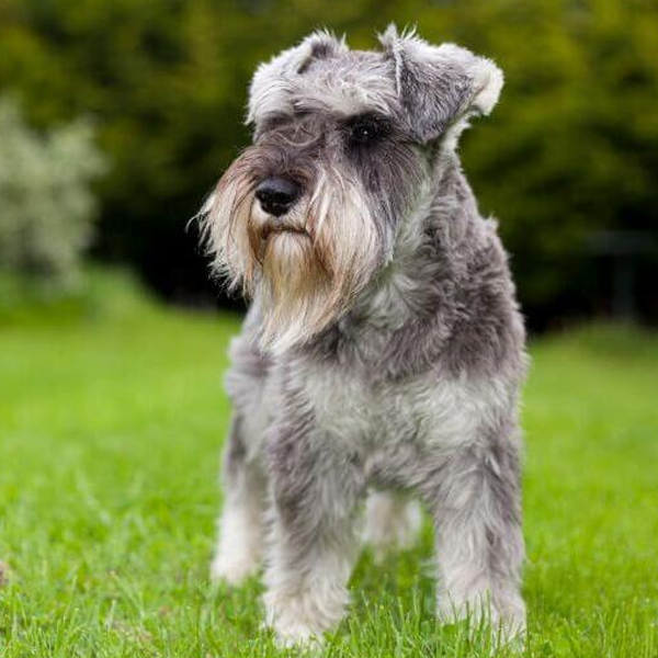 Miniature Schnauzer