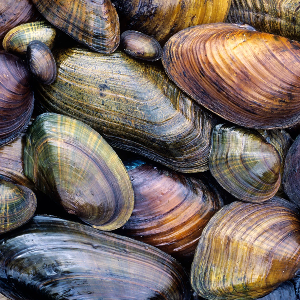 Mussel logo