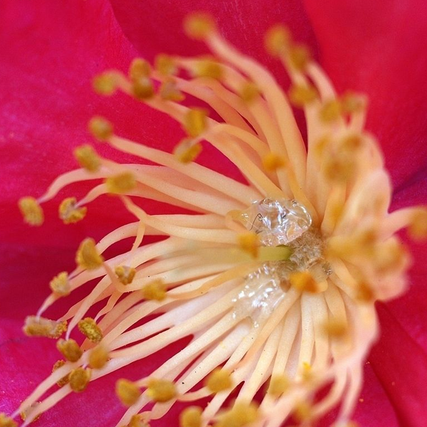 Nectar logo