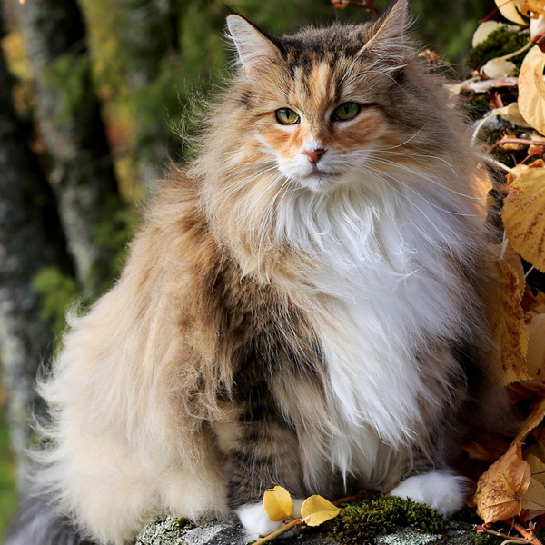Norwegian Forest cat