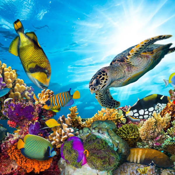 Oceanography logo