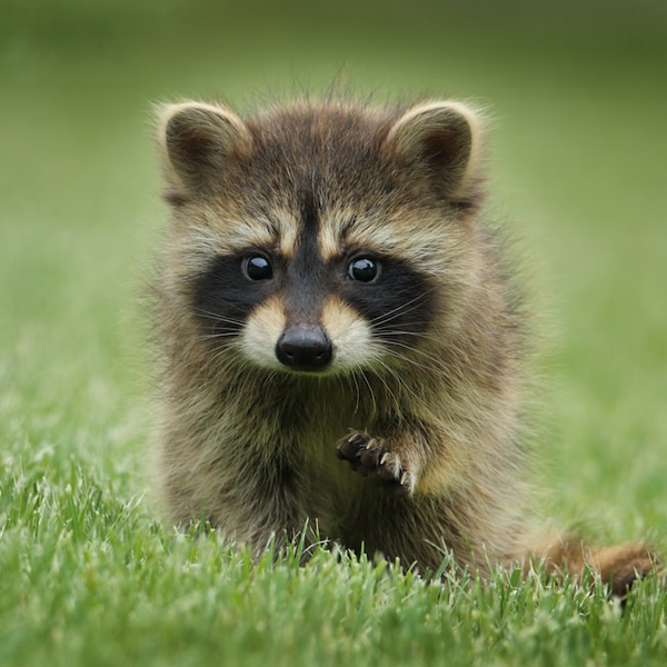 Raccoon logo