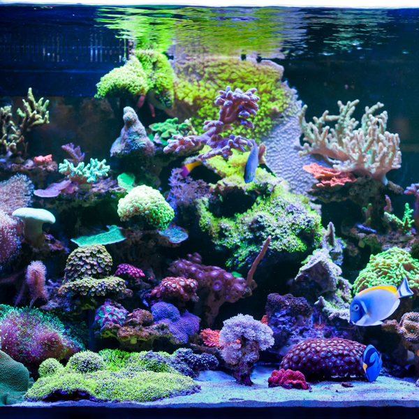 Reef aquarium logo