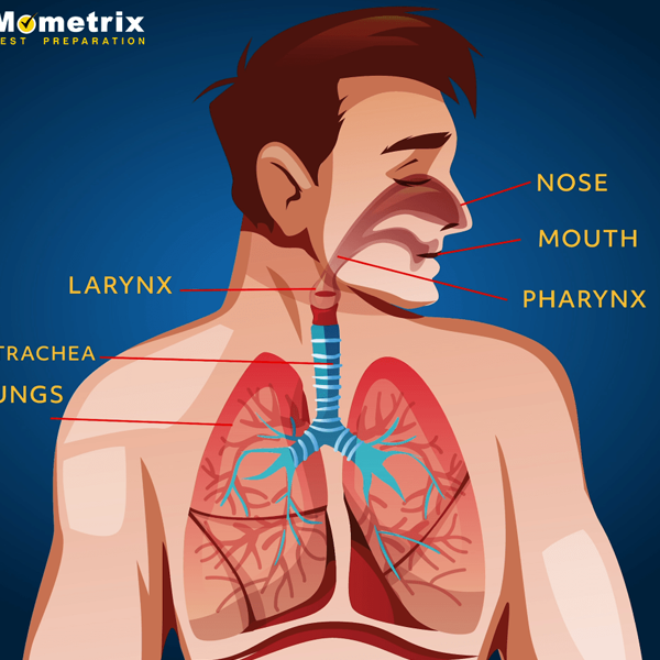 Respiratory system logo