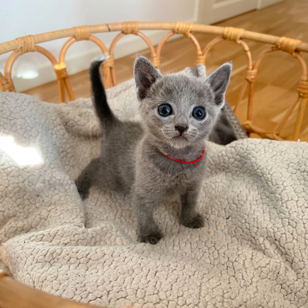Russian Blue logo