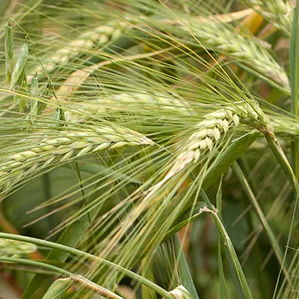 Rye