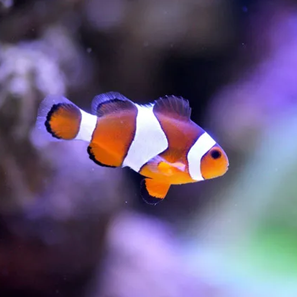 Saltwater fish logo