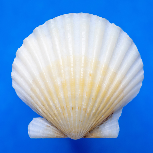 Scallop