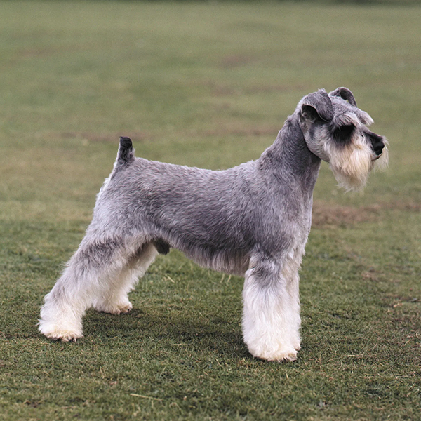 Schnauzer logo