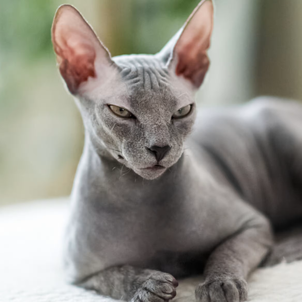 Sphynx cat