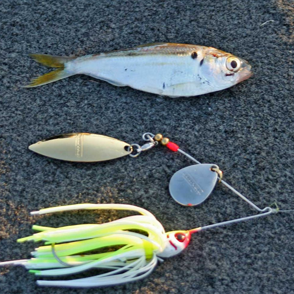 Spinnerbait logo