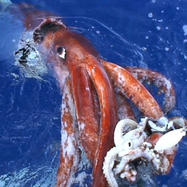 Squid