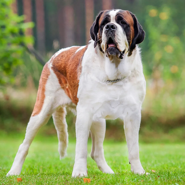 St. Bernard (dog) logo