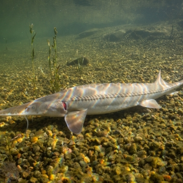 Sturgeon logo