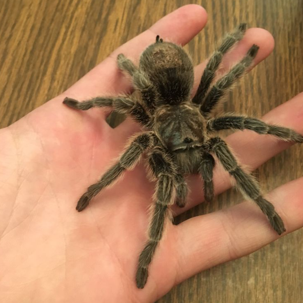 Tarantula logo