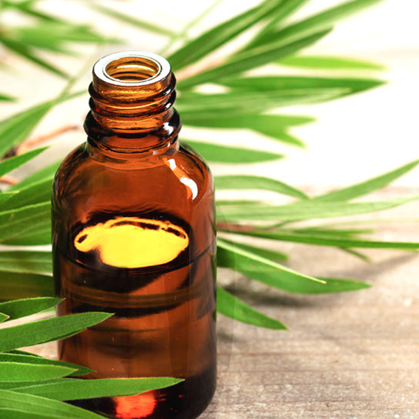 Tea tree oil logo