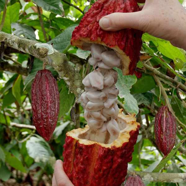 Theobroma cacao