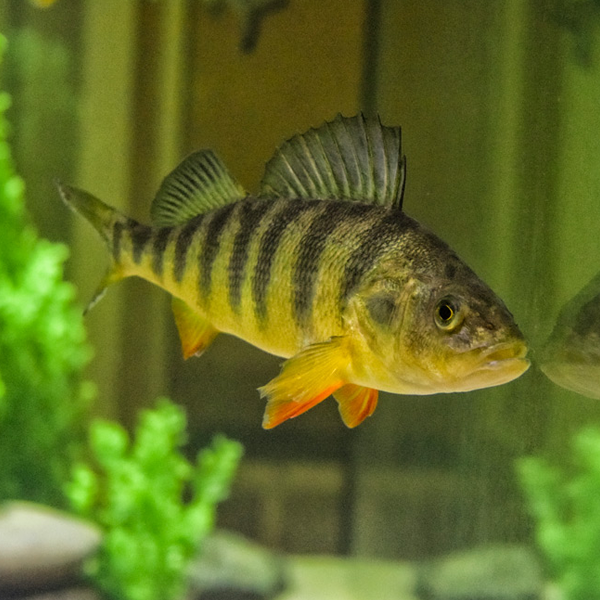 Yellow perch